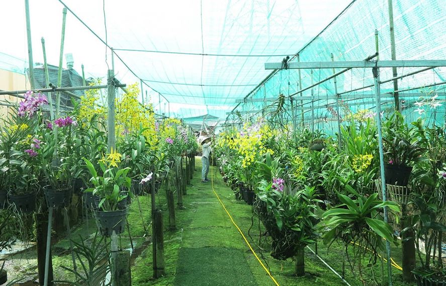 lưới trồng lan lưới che nắng cho lan