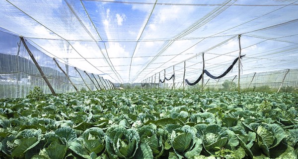 Lưới che nắng nông nghiệp mang đến nhiều lợi ích