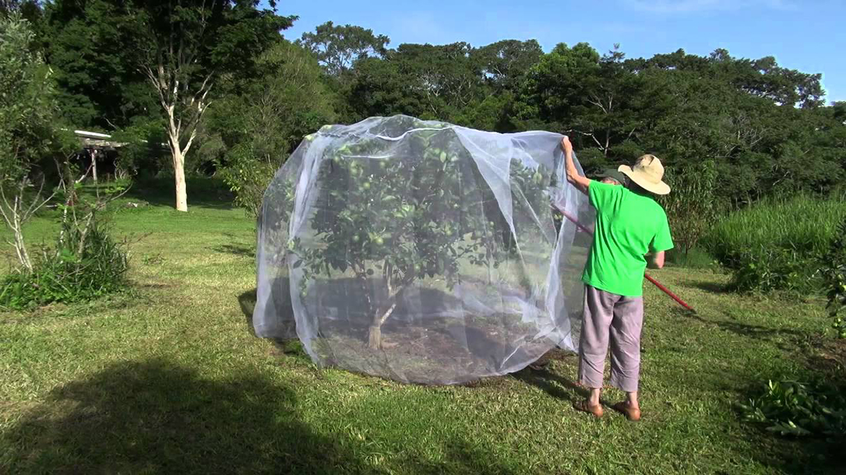 Che chắn cho cây trồng bằng lưới ngăn côn trùng Việt Nam