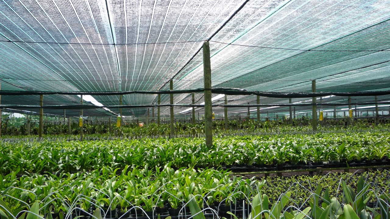Đâu là các loại cây trồng nên sử dụng lưới che nắng?