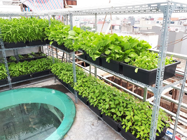 Tận dụng sân thượng để trồng rau rất quen thuộc với người dân thành phố