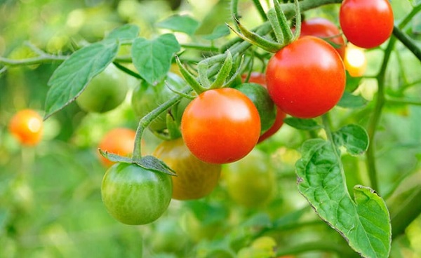 Phòng tránh 6 loại sâu bệnh hại cà chua phổ biến nhất