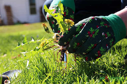 Diệt cỏ trong nông nghiệp bằng các phương pháp hữu cơ luôn được ưu tiên