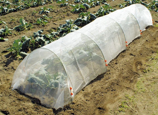 Sử dụng khung vòm trồng rau là giải pháp hiệu quả giúp hạn chế côn trùng, sâu bệnh hại xâm nhập