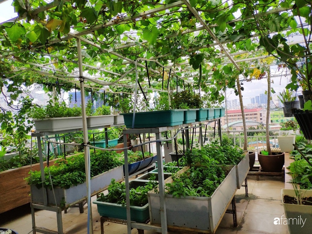 Kỹ thuật trồng nho trên sân thượng ĐƠN GIẢN HIỆU QUẢ