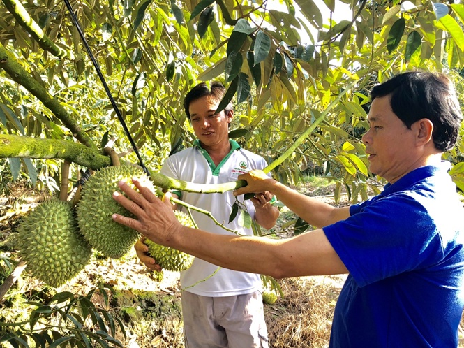 Kỹ thuật trồng cây sầu riêng  Báo Dân tộc và Phát triển