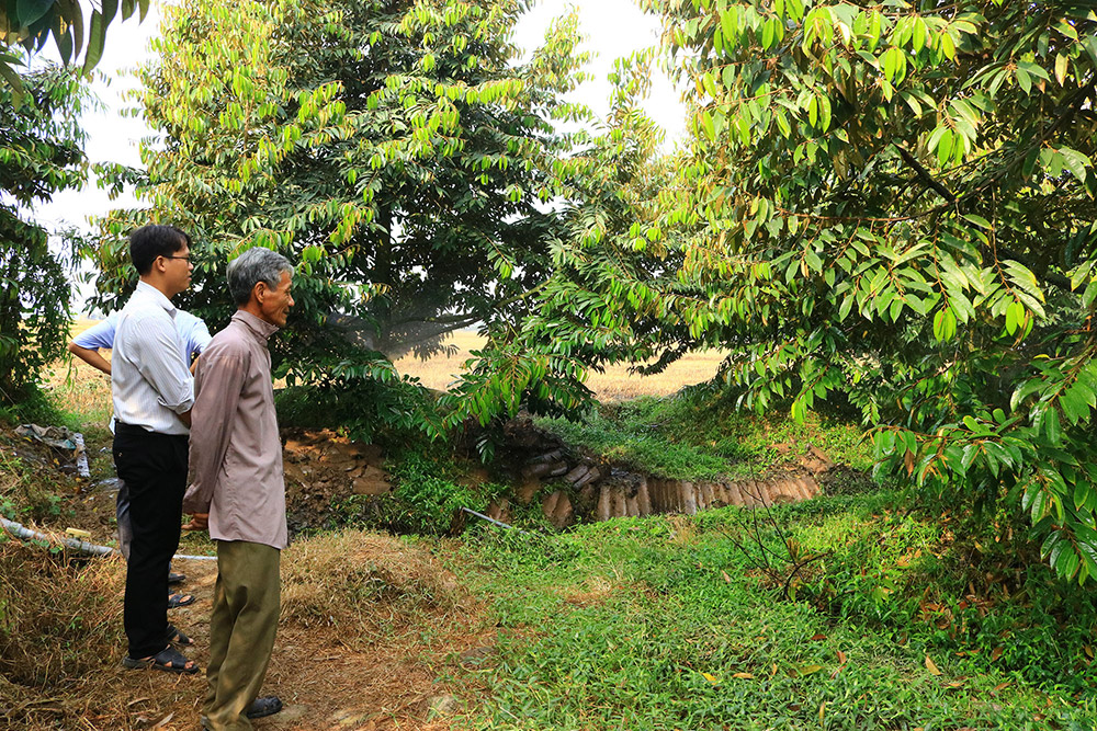 Hầu hết các giống sầu riêng tại Việt Nam phát triển mạnh, đạt được năng suất ở môi trường có nhiệt độ từ 24 đến 30 độ C