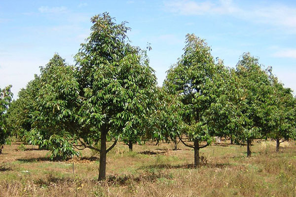 Cây sầu riêng là loại cây thuộc thân gỗ cao