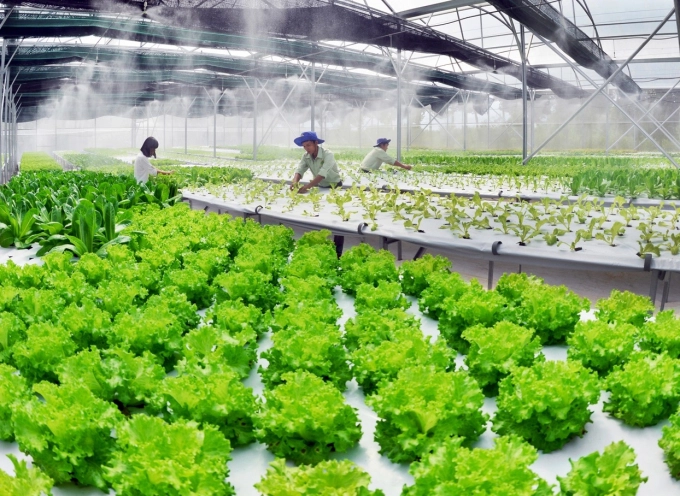 Ứng dụng trồng rau công nghệ cao sử dụng màng phủ nông nghiệp màu trắng