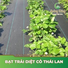 Bạt Trải Diệt Cỏ Thái Lan