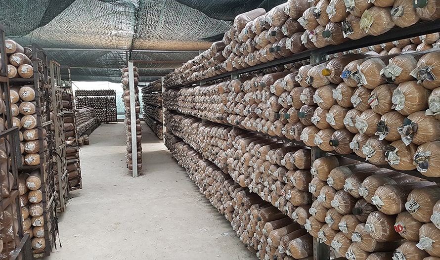 Kỹ thuật trồng nấm rơm trong nhà kín Cách làm nhà kín trồng nấm rơm