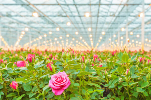 Tại sao các vườn hoa hồng thường được trồng trong nhà kính?