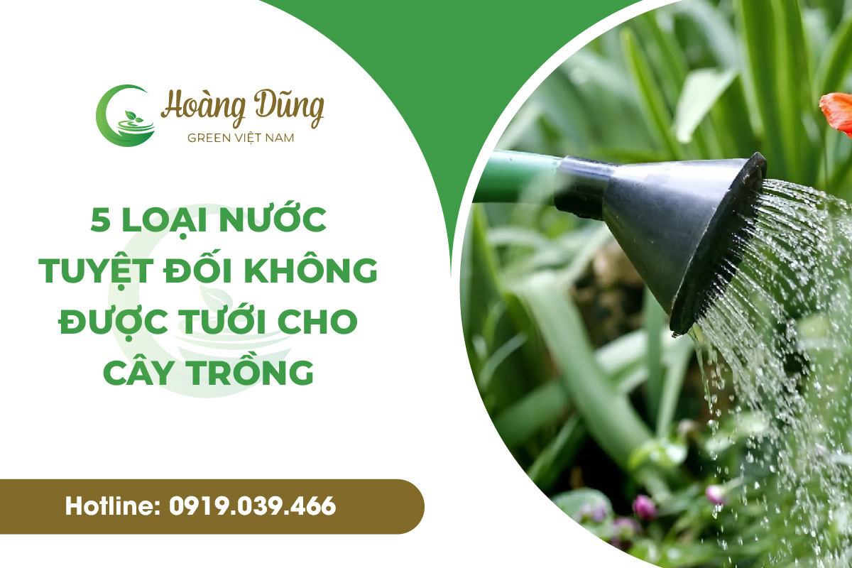 5 loại nước tuyệt đối không được tưới cho cây trồng