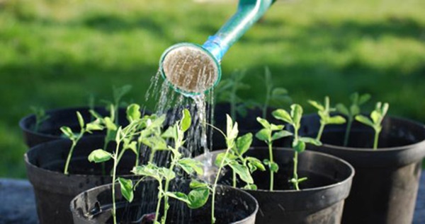 tưới nước cây trồng trong chậu