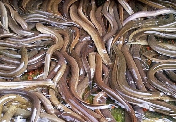 cách nuôi lươn trong bể lót bạt