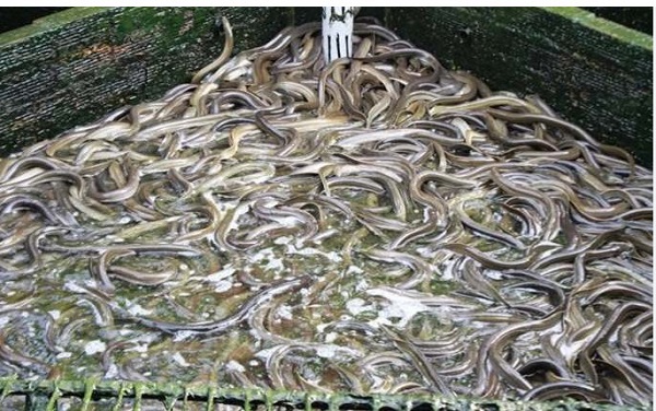 thu hoạch lươn