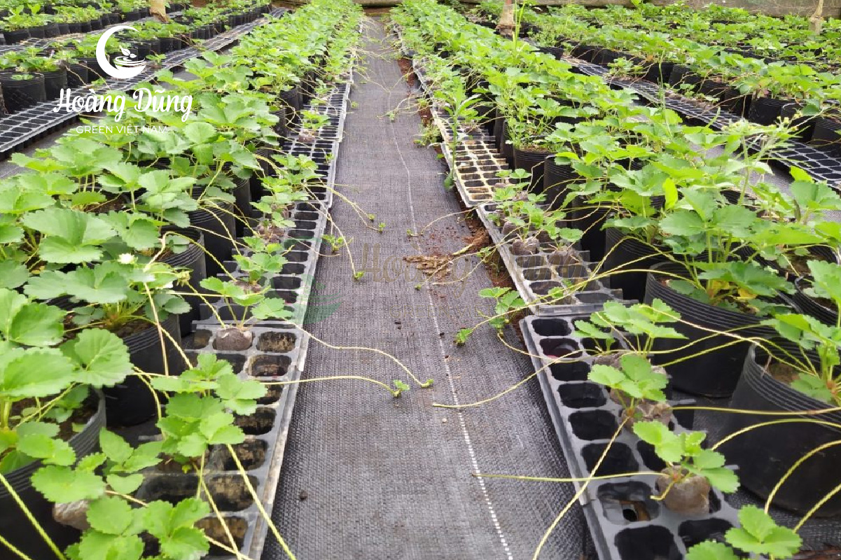 Đặc điểm chung bạt phủ chống cỏ