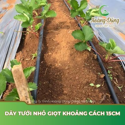 Dây tưới nhỏ giọt​ khoảng cách​ 15cm