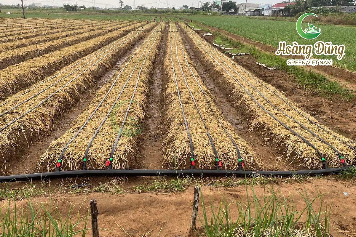 Dây tưới nhỏ giọt giúp tiết kiệm chi phí